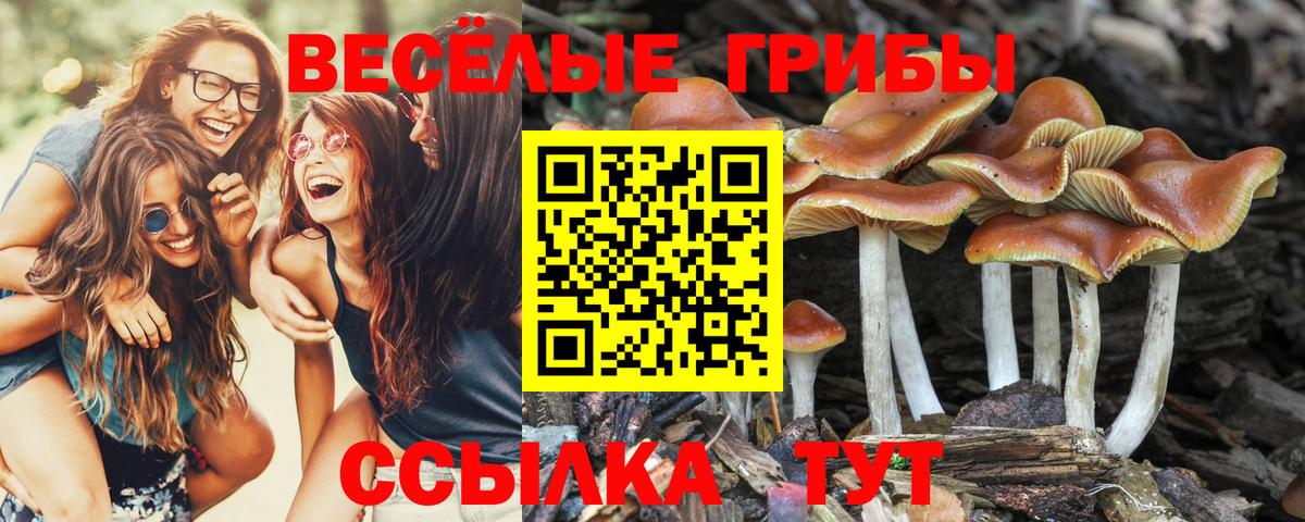 Галлюциногенные грибы ЛСД  Вход с VPN  Псилоцибиновые грибы ЛСД  Георгиевск 